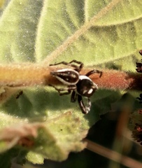 Dendryphantes zygoballoides