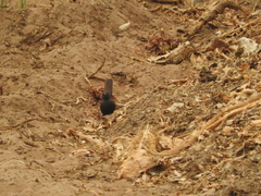 Cercotrichas podobe