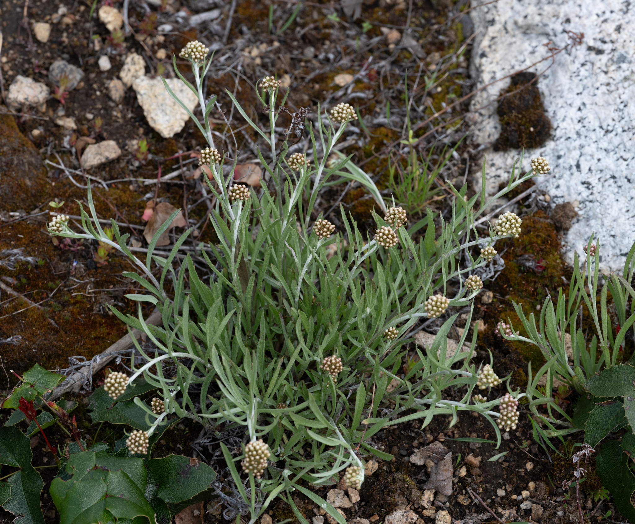 Antennaria luzuloides