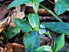 Commelina clavata