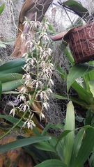 Prosthechea prismatocarpa