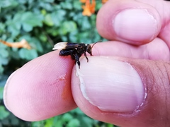 Homotrigona apicalis