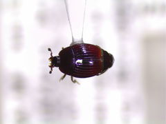 Phelister subrotundus