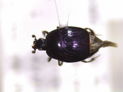Geomysaprinus moniliatus