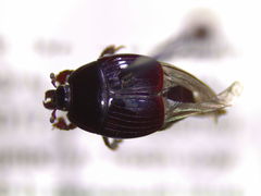 Atholus americanus