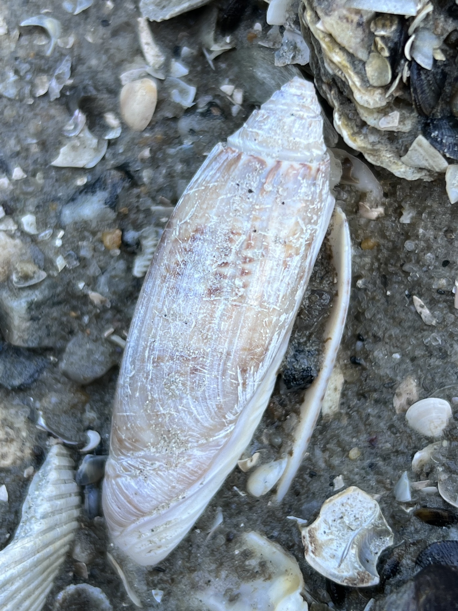 A picture published with the record for Oliva (Oliva).