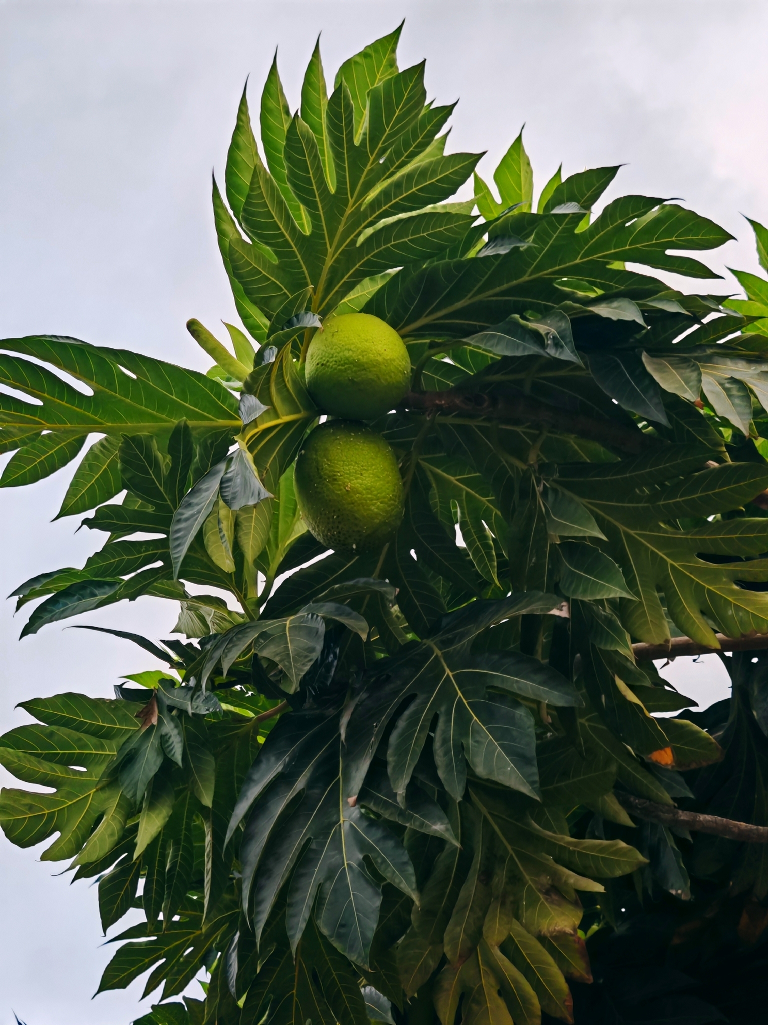 Breadfruit