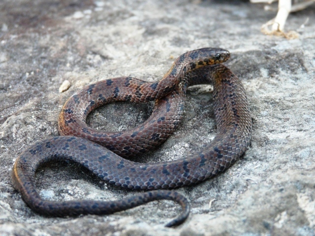 Black-Banded Earth Snake