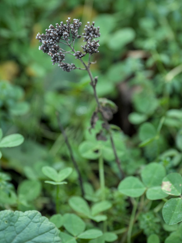Wild marjoram