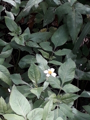 Bidens alba