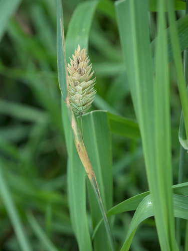 Annual Canarygrass (Phalaris canariensis)