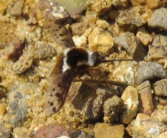 Bombylius pygmaeus