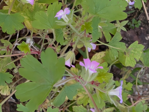 Round-leaf crane's-bill
