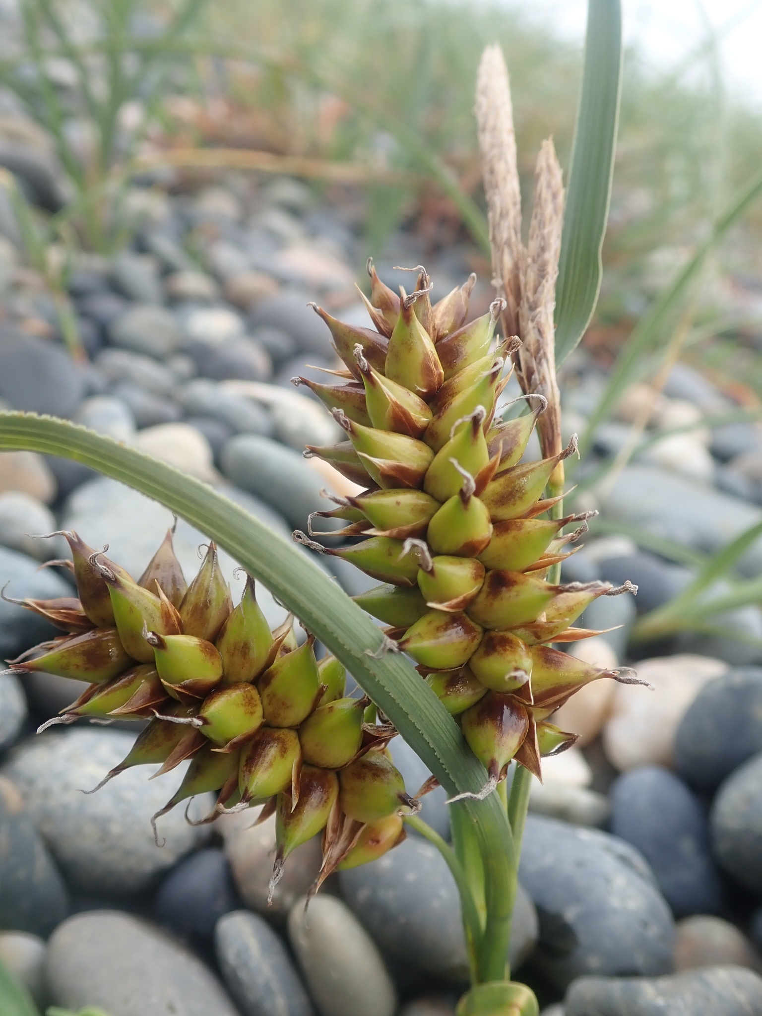 Carex pumila