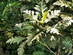 Artocarpus blancoi