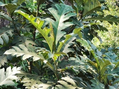 Artocarpus blancoi