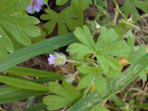 Small-flower crane's-bill