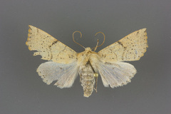 Perigonica angulata