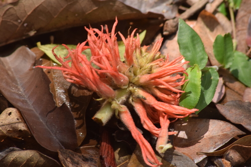 Redhot Poker Tree (Erythrina abyssinica)