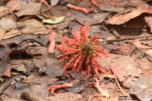 Erythrina abyssinica, photograph 2