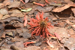 (c) Cajá-manga, some rights reserved (CC BY) Erythrina abyssinica, photograph (c) Cajá-manga, some rights reserved (CC BY)