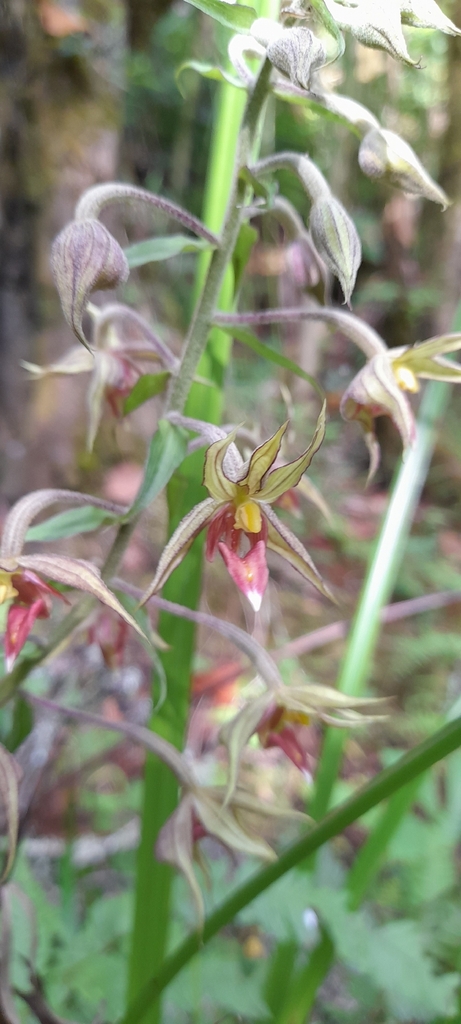Epipactis africana