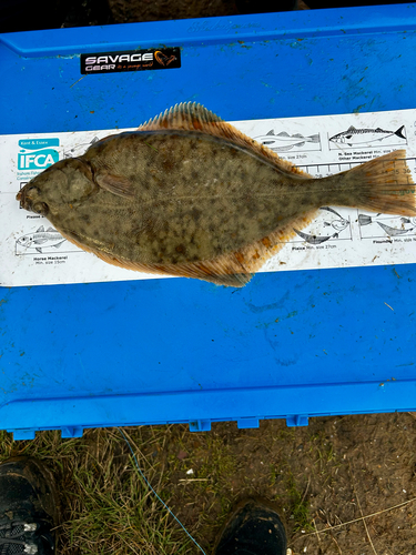 Platichthys flesus