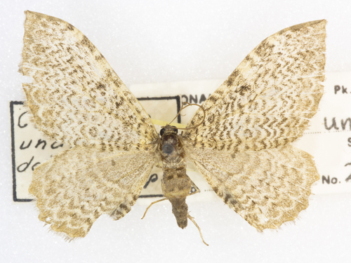 Scallop shell moth photo 4