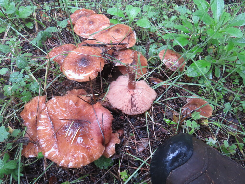 Armillaria sinapina · December 2025 · photo: © garth_harwood (iNaturalist, cc-by)