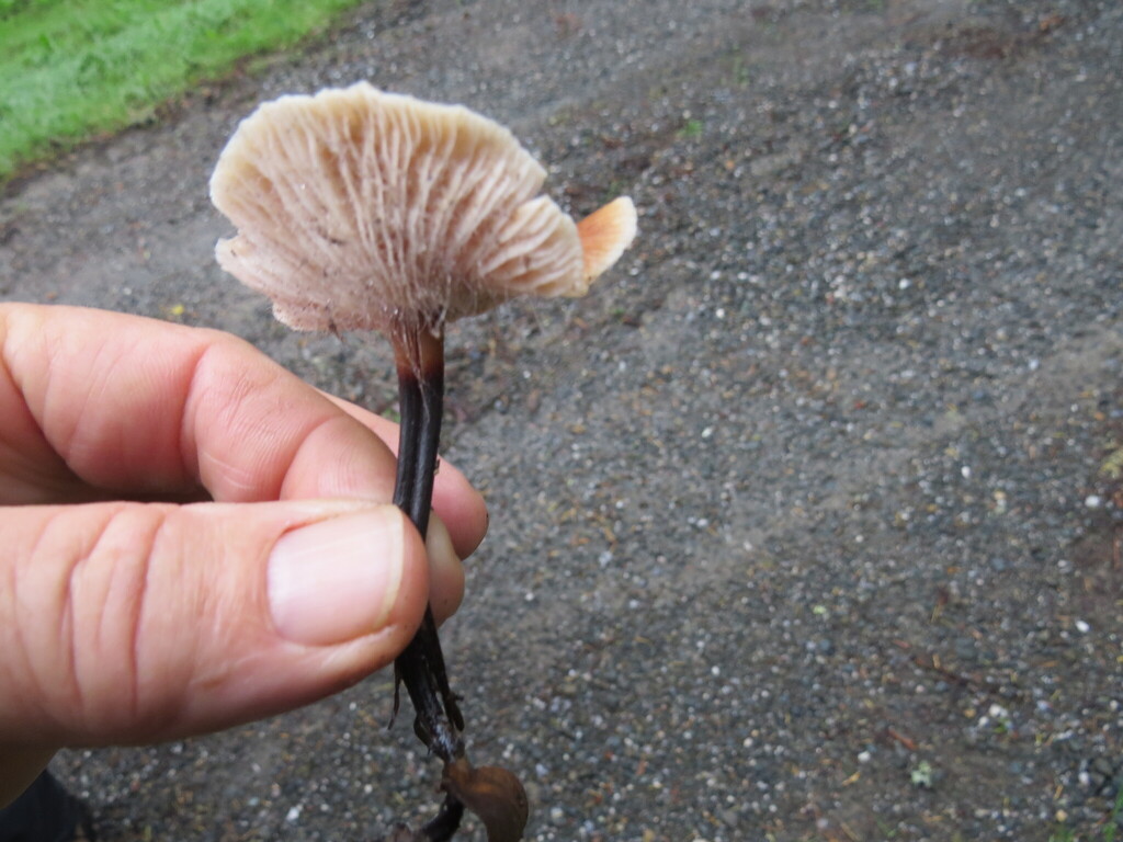 Gymnopus brassicolens · December 2025 · photo: © garth_harwood (iNaturalist, cc-by)