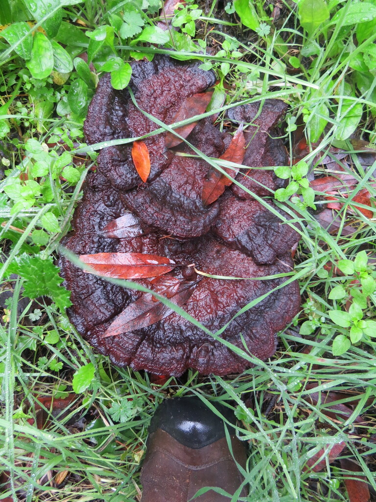 Phaeolus hispidoides · December 2025 · photo: © garth_harwood (iNaturalist, cc-by)