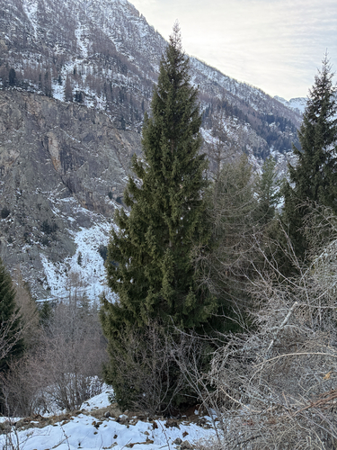 Picea