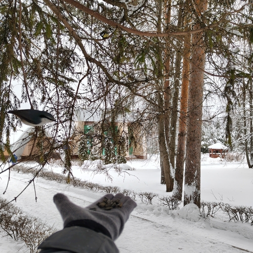 Eurasian Nuthatch (Sitta europaea), photo 7