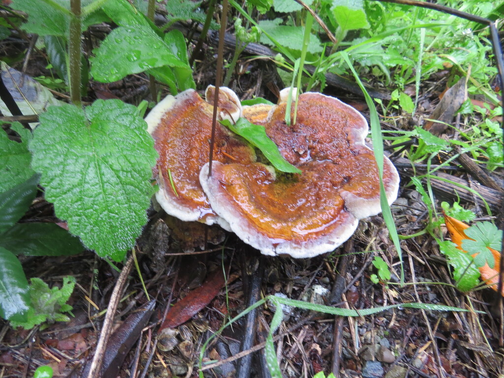 Phaeolus hispidoides · December 2025 · photo: © garth_harwood (iNaturalist, cc-by)