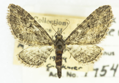 Eupithecia maestosa