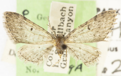 Eupithecia misturata