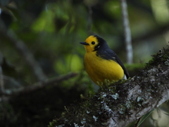 Myioborus ornatus
