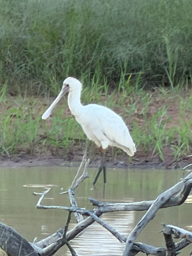 African Spoonbill (Platalea alba)