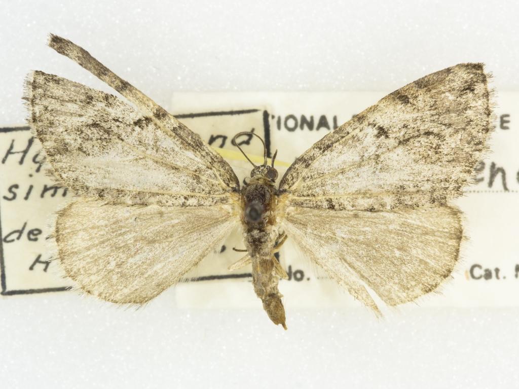 Hydriomena similaris terminipunctata