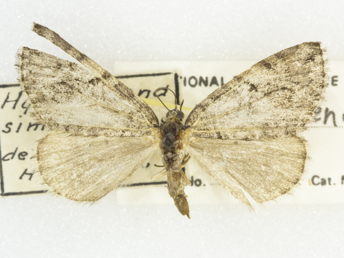 Hydriomena similaris terminipunctata
