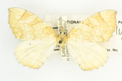 Eulithis luteolata