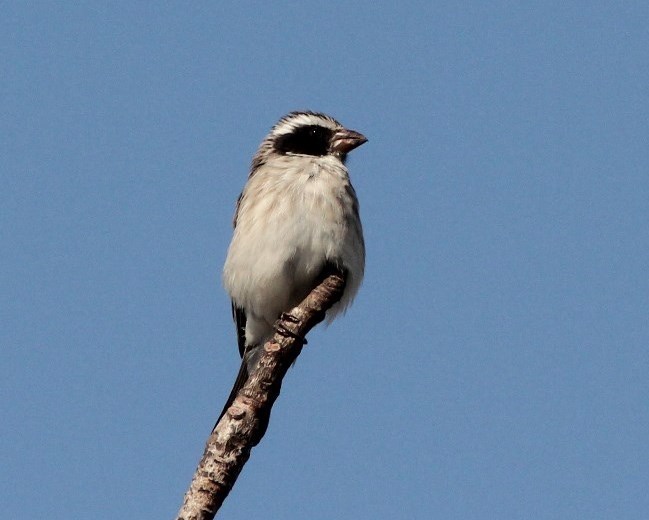 Black-eared Seedeater (Crithagra mennelli) photo