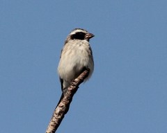 Black-Eared Seedeater photo 1