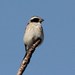 Serín Orejinegro - Photo (c) Birding Weto, algunos derechos reservados (CC BY-SA)