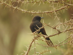 Cercotrichas podobe