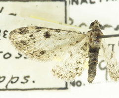 Prorella discoidalis