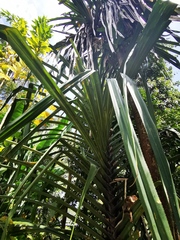 Pandanus monotheca