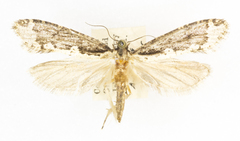 Scardiinae