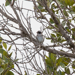 Black-Eared Seedeater photo 2