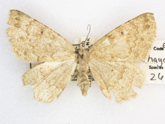 Somatolophia haydenata